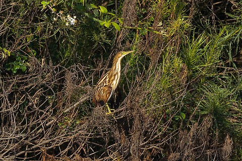 Stripe-backed Bittern (Ixobrychus involucris) Estero Mantagua, Valparaiso, Chile. Feb 17, 2024 Chile,Geotagged,Ixobrychus involucris,Stripe-backed bittern,Summer