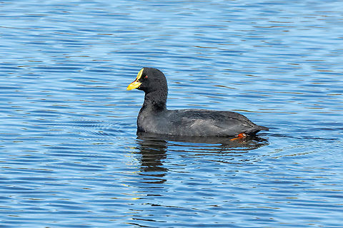 Red-gartered Coot (Fulica armillata) Estero Mantagua, Valparaiso, Chile. Feb 17, 2024 Chile,Fulica armillata,Geotagged,Red-gartered coot,Summer