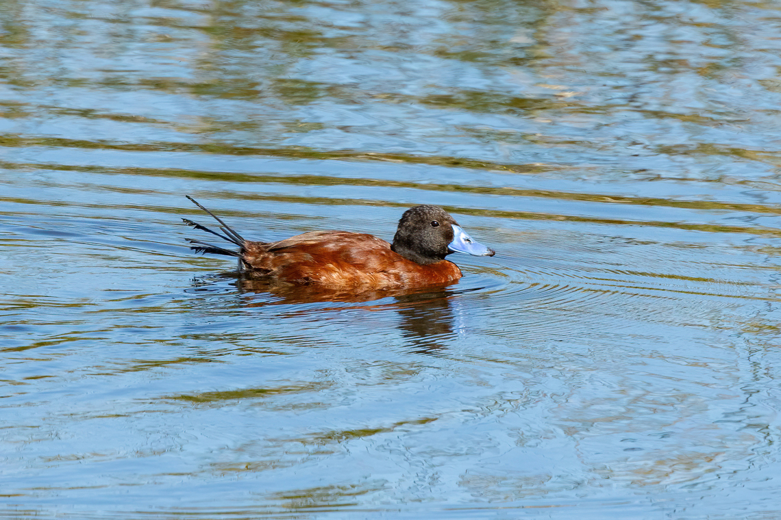 Lake duck (Oxyura vittata) Estero Mantagua, Valparaiso, Chile. Feb 17, 2024 Chile,Geotagged,Lake duck,Oxyura vittata,Summer