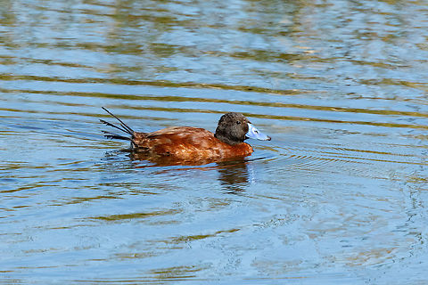 Lake duck (Oxyura vittata) Estero Mantagua, Valparaiso, Chile. Feb 17, 2024 Chile,Geotagged,Lake duck,Oxyura vittata,Summer