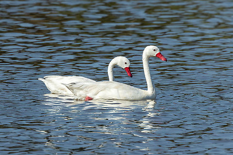 Coscoroba Swan (Coscoroba coscoroba) Estero Mantagua, Valparaiso, Chile. Feb 17, 2024 Chile,Coscoroba Swan,Coscoroba coscoroba,Geotagged,Summer