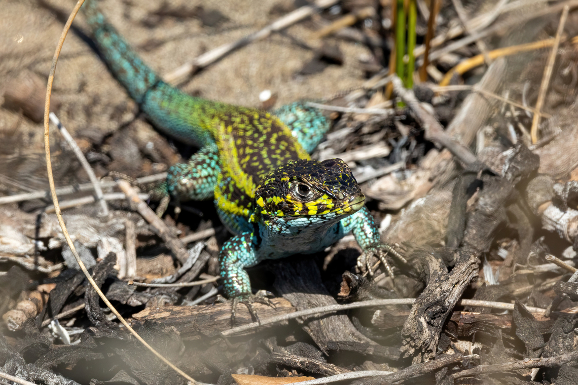 Zapallar Smooth-throated Lizard (Liolaemus zapallarensis) Estero Mantagua, Valparaiso, Chile. Feb 17, 2024 Chile,Geotagged,Liolaemus zapallarensis,Summer