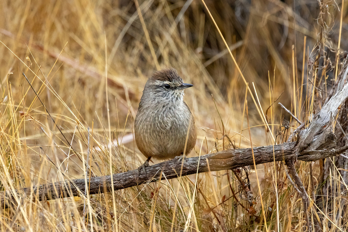 Dusky-tailed canastero (Pseudasthenes humicola) PN Gomez Carre&ntilde;o, Vi&ntilde;a del Mar, Chile. Feb 18, 2024 Chile,Dusky-tailed canastero,Geotagged,Pseudasthenes humicola,Summer