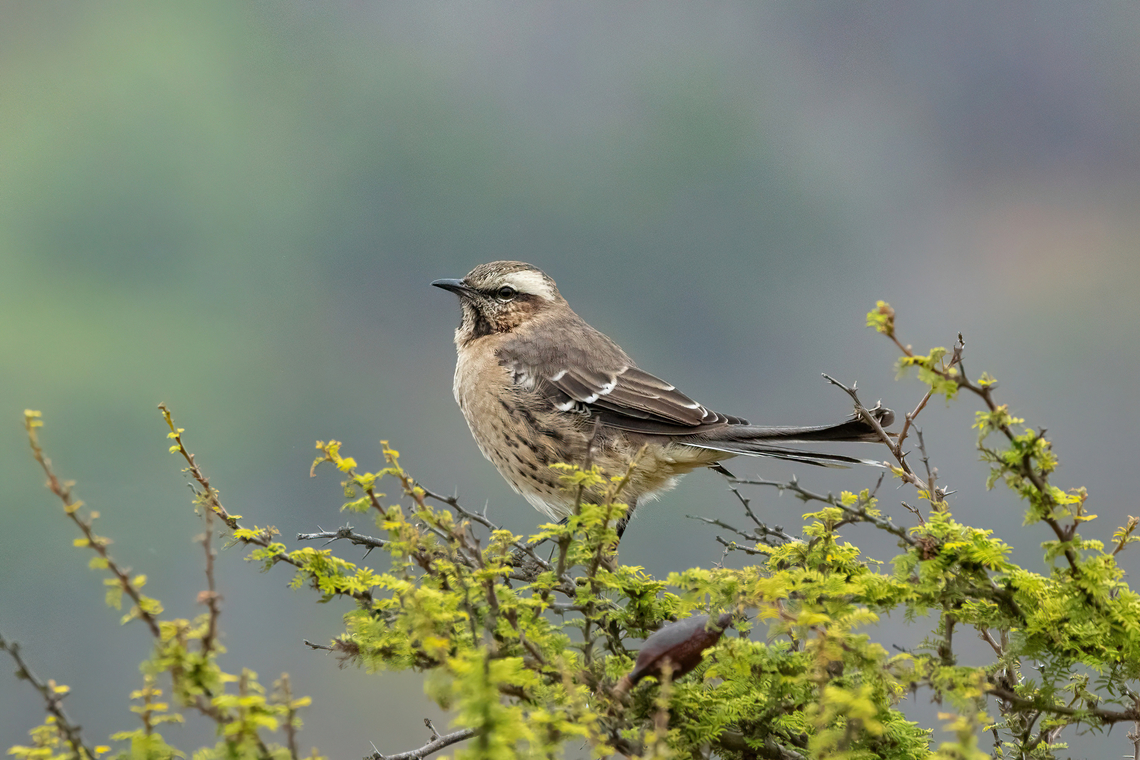 Chilean mockingbird (Mimus thenca) PN Gomez Carre&ntilde;o, Vi&ntilde;a del Mar, Chile. Feb 18, 2024 Chile,Chilean mockingbird,Geotagged,Mimus thenca,Summer,Tenca