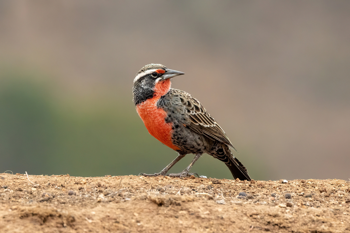 Long-tailed Meadowlark (Leistes loyca) PN Gomez Carre&ntilde;o, Vi&ntilde;a del Mar, Chile. Feb 18, 2024 Chile,Geotagged,Leistes loyca,Long-tailed meadowlark,Summer