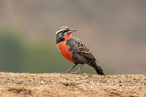 Long-tailed Meadowlark (Leistes loyca) PN Gomez Carre&ntilde;o, Vi&ntilde;a del Mar, Chile. Feb 18, 2024 Chile,Geotagged,Leistes loyca,Long-tailed meadowlark,Summer