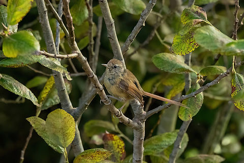 Des Murs's Wiretail (Sylviorthorhynchus desmursii) PN Gomez Carre&ntilde;o, Vi&ntilde;a del Mar, Chile. Feb 18, 2024 Chile,Des Murss wiretail,Geotagged,Summer,Sylviorthorhynchus desmurii