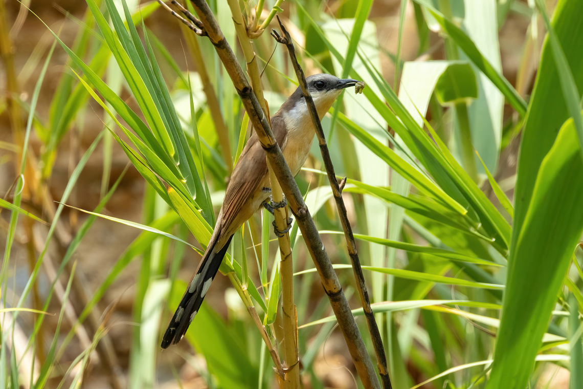 Dark-billed Cuckoo (Coccyzus melacoryphus) Arboreto Caral, Lima, Peru. Mar 16, 2024 Coccyzus melacoryphus,Dark-billed cuckoo,Geotagged,Peru,Summer