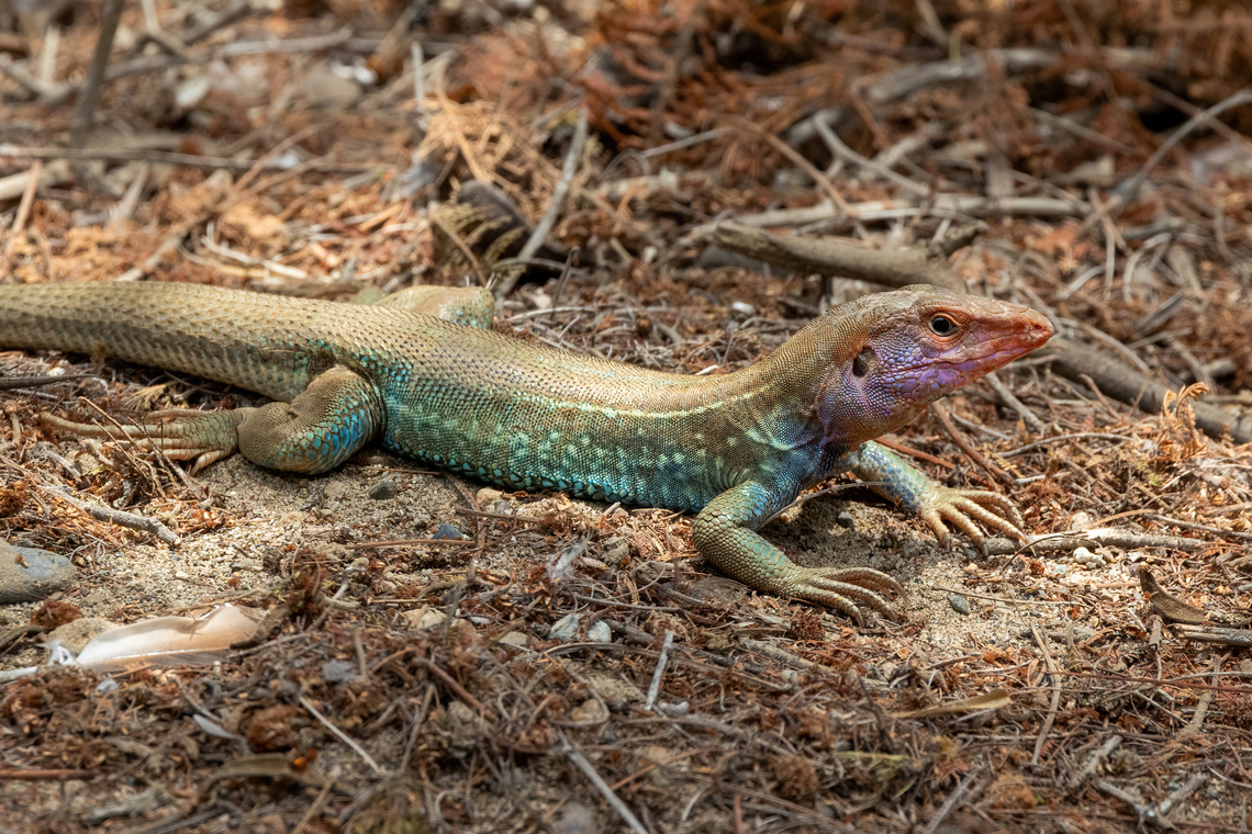 Ecuador Desert Tegu (Dicrodon heterolepis) Arboreto Caral, Lima, Peru. Mar 16, 2024 Dicrodon heterolepis,Geotagged,Peru,Summer