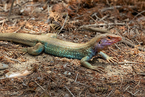 Ecuador Desert Tegu (Dicrodon heterolepis) Arboreto Caral, Lima, Peru. Mar 16, 2024 Dicrodon heterolepis,Geotagged,Peru,Summer