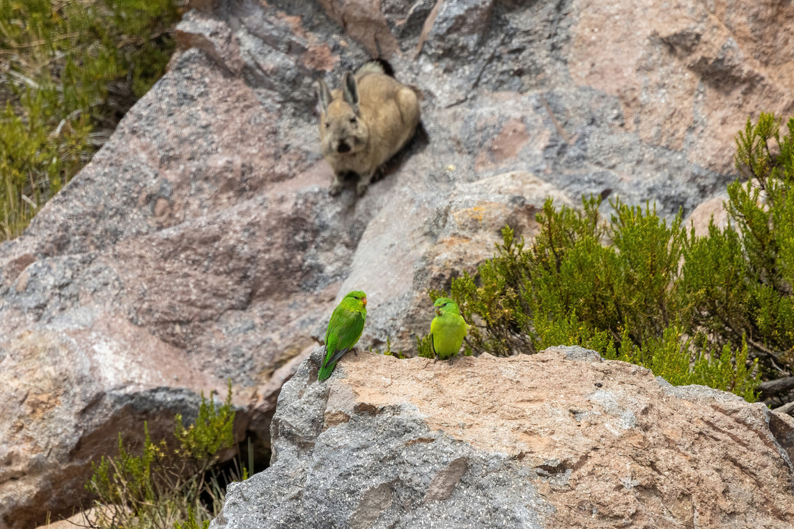 Mountain Parakeets (Psilopsiagon aurifrons)... with a vizcacha photobombing the shot! Pasto Grande, Moquegua, Peru. Feb 25, 2024 Geotagged,Mountain parakeet,Peru,Psilopsiagon aurifrons,Summer