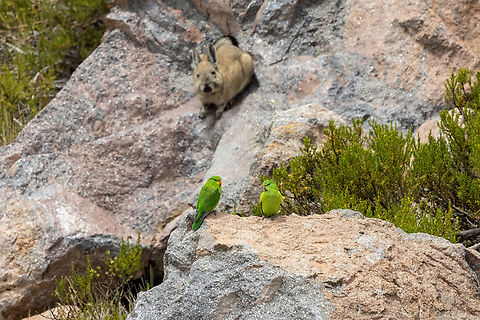 Mountain Parakeets (Psilopsiagon aurifrons)... with a vizcacha photobombing the shot! Pasto Grande, Moquegua, Peru. Feb 25, 2024 Geotagged,Mountain parakeet,Peru,Psilopsiagon aurifrons,Summer