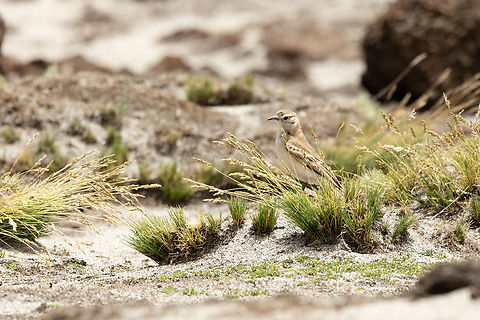 Puna miner (Geositta punensis) Quinsachata, Moquegua, Peru. Feb 25, 2024 Geositta punensis,Geotagged,Peru,Puna miner,Summer