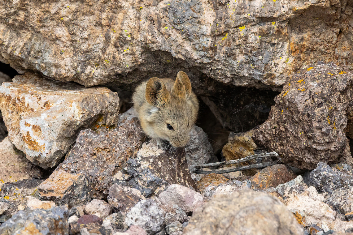 Bolivian Big-eared Mouse (Auliscomys boliviensis) Pasto Grande, Moquegua, Peru. Feb 25, 2024 Auliscomys boliviensis,Bolivian big-eared mouse,Geotagged,Peru,Summer