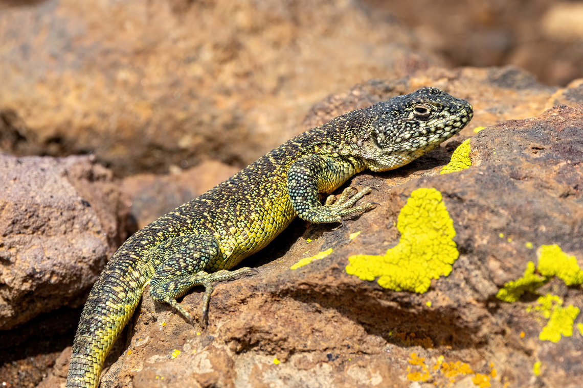 Zodiac Tree Iguana (Liolaemus signifer) Pasto Grande, Moquegua, Peru. Feb 25, 2024 Geotagged,Liolaemus signifer,Peru,Summer