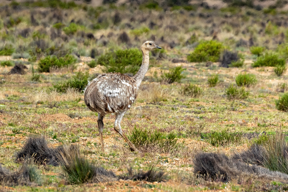 Lesser Rhea (Rhea pennata) Pasto Grande, Moquegua, Peru. Feb 25, 2024 Geotagged,Lesser Rhea,Peru,Rhea pennata,Summer