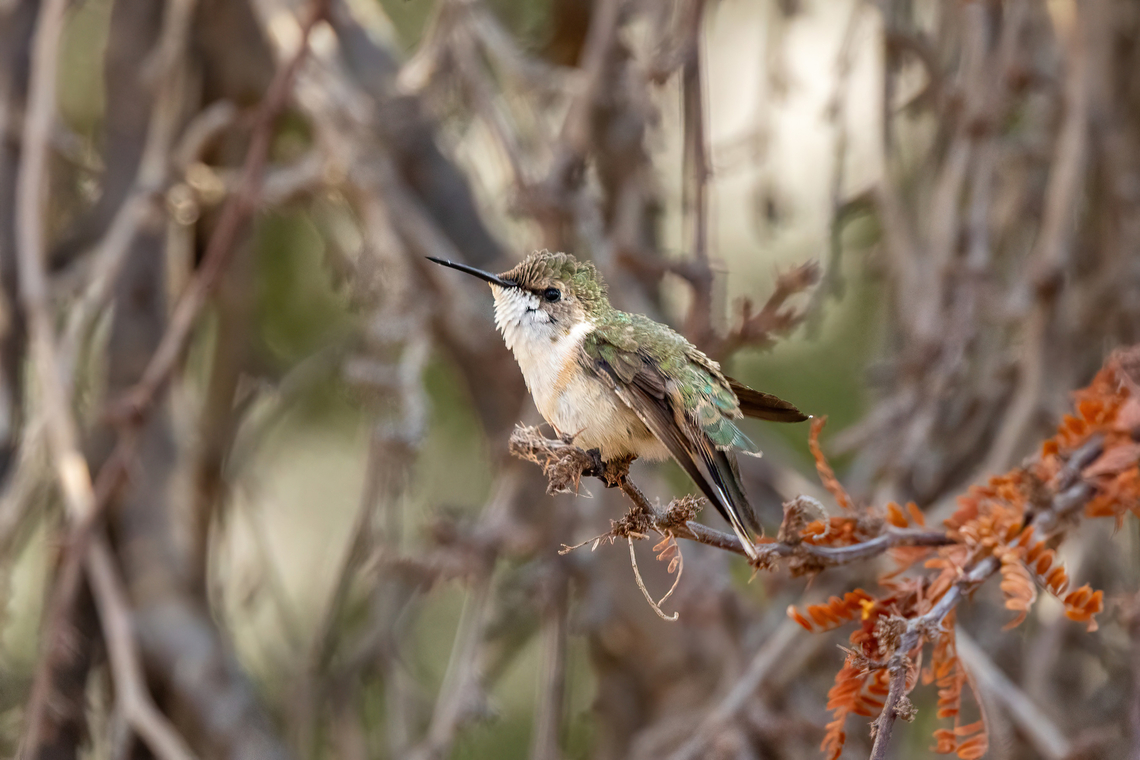 Chilean woodstar (Eulidia yarrellii) Valle de Camarones, Arica, Chile. Feb 19, 2024 Chile,Chilean woodstar,Eulidia yarrellii,Geotagged,Summer