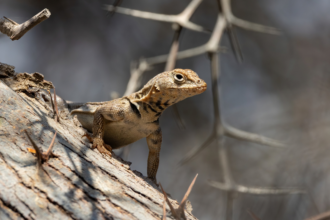 Small Pacific Iguana (Microlophus theresioides) Valle de Camarones, Arica, Chile. Feb 19, 2024 Chile,Geotagged,Microlophus theresioides,Summer