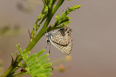 Leptotes trigemmatus (Lycaenidae) Valle de Camarones, Arica, Chile. Feb 19, 2024 Chile,Geotagged,Leptotes trigemmatus,Summer