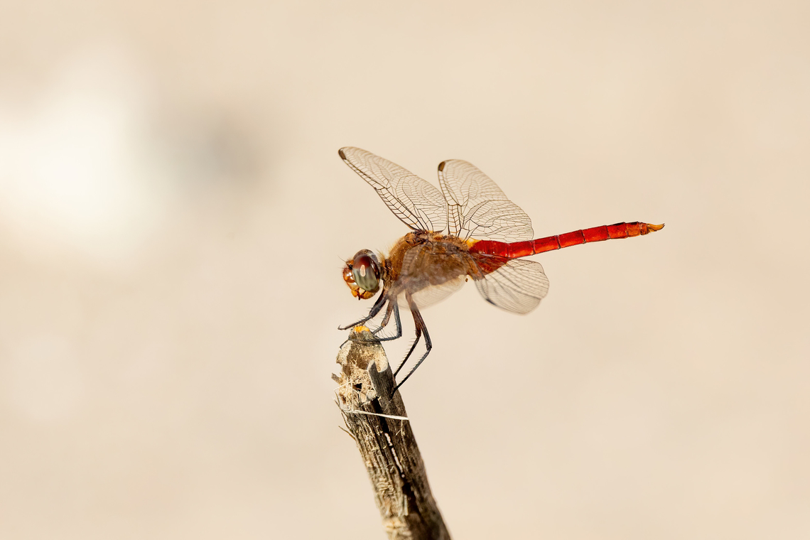 Red-tailed Pennant (Brachymesia furcata) Valle de Chaca, Arica, Chile. Feb 19, 2024 Brachymesia furcata,Chile,Geotagged,Summer