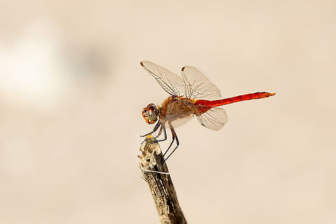 Red-tailed Pennant (Brachymesia furcata) Valle de Chaca, Arica, Chile. Feb 19, 2024 Brachymesia furcata,Chile,Geotagged,Summer