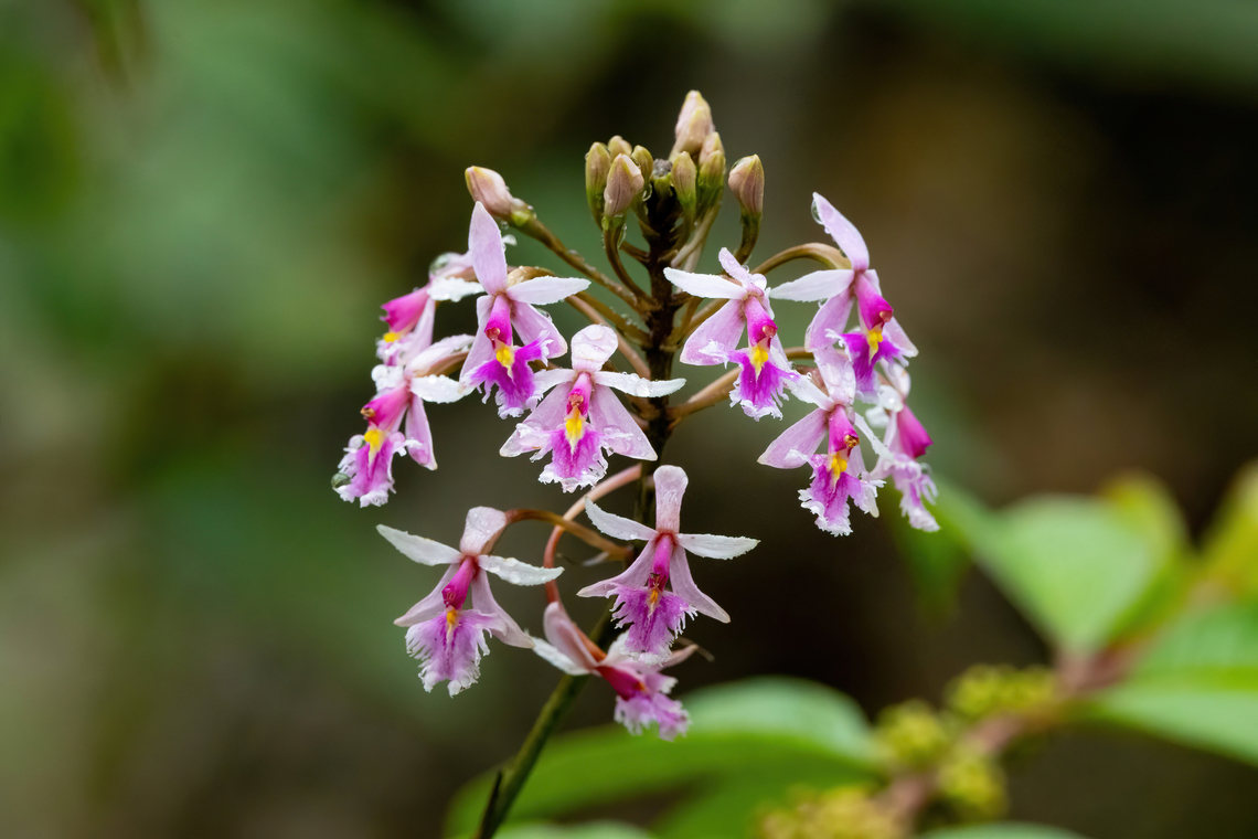 Beautiful Blooming Epidendrum (Epidendrum calanthum) Palanda, Ecuador. Dec 21, 2022 Ecuador,Epidendrum calanthum,Geotagged,Spring