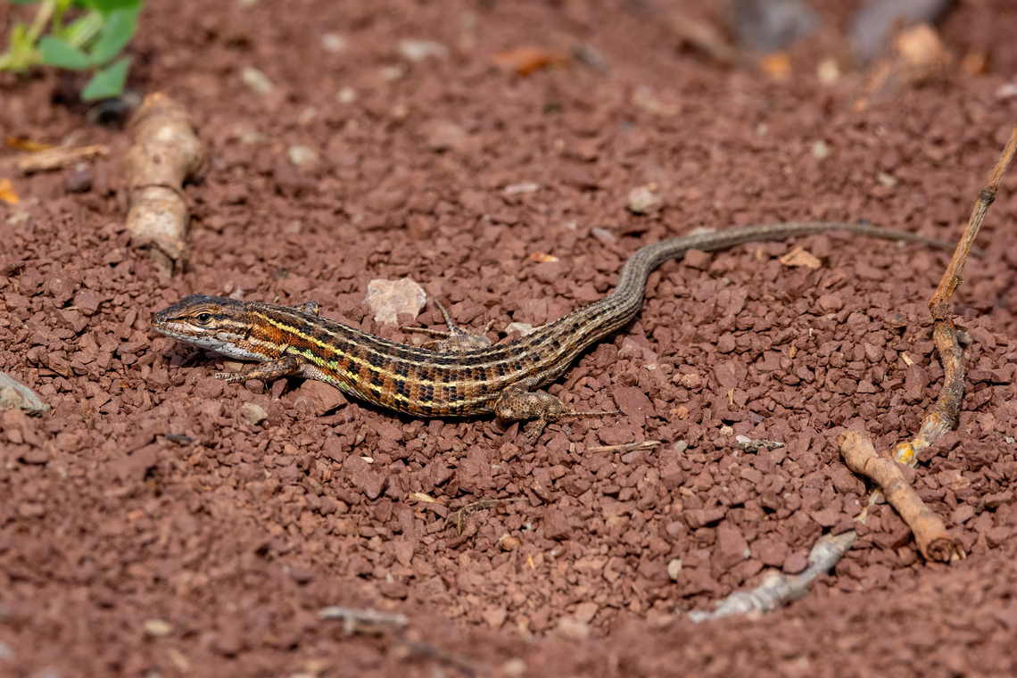 East Iberian Psammodromus (Psammodromus edwarsianus) Lac du Salagou, H&eacute;rault, France. Apr 3, 2024 East Iberian sand racer,France,Geotagged,Psammodromus edwarsianus,Spring