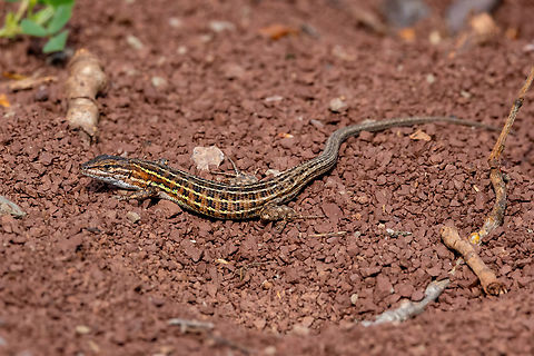 East Iberian Psammodromus (Psammodromus edwarsianus) Lac du Salagou, H&eacute;rault, France. Apr 3, 2024 East Iberian sand racer,France,Geotagged,Psammodromus edwarsianus,Spring