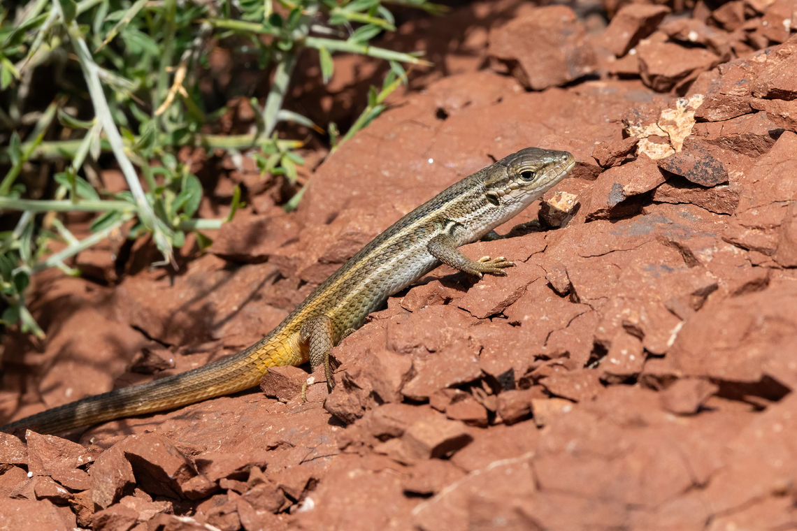 Large Psammodromus (Psammodromus algirus) Lac du Salagou, H&eacute;rault, France. Apr 3, 2024 France,Geotagged,Large Psammodromus,Psammodromus algirus,Spring