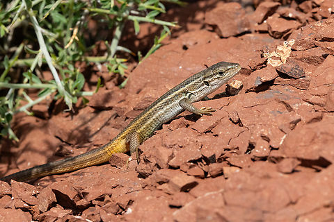 Large Psammodromus (Psammodromus algirus) Lac du Salagou, H&eacute;rault, France. Apr 3, 2024 France,Geotagged,Large Psammodromus,Psammodromus algirus,Spring