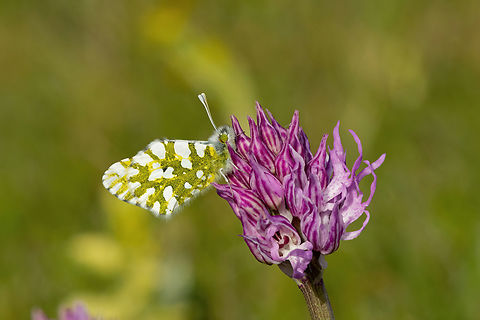 Eastern Dappled White (Euchloe ausonia) Gious Kambos, Spili, Crete. Apr 2, 2023 Eastern Dappled White,Euchloe ausonia,Geotagged,Greece,Spring