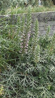 Spiny bear's breech (Acanthus spinosus) Arkitsa, Greece. Apr 30 2024 Acanthus spinosus,Geotagged,Greece,Spring