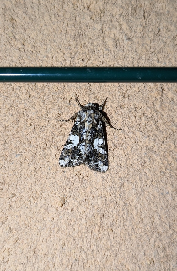 Marbled Coronet (Hadena confusa) Pu&eacute;chabon, France. May 1st, 2024 France,Geotagged,Hadena confusa,Marbled coronet,Spring