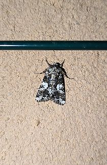 Marbled Coronet (Hadena confusa) Pu&eacute;chabon, France. May 1st, 2024 France,Geotagged,Hadena confusa,Marbled coronet,Spring
