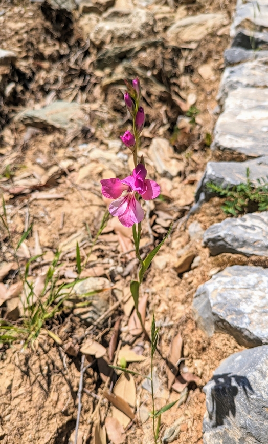 Wild Gladiolus (Gladiolus illyricus) Paralia Fakistra, Pelion, Greece. Apr 29 , 2024 Geotagged,Gladiolus illyricus,Greece,Spring