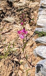 Wild Gladiolus (Gladiolus illyricus) Paralia Fakistra, Pelion, Greece. Apr 29 , 2024 Geotagged,Gladiolus illyricus,Greece,Spring