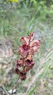 Slender Broomrape (Orobanche gracilis) Puéchabon, France. May 3, 2024 France,Geotagged,Orobanche gracilis,Slender Broomrape,Spring