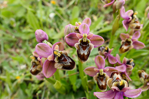 Ophrys &times; sommieri (O. bombyliflora &times; O. tenthredinifera) Gious Kambous, Spili, Crete. Apr 2, 2023 Geotagged,Greece,Ophrys &times; sommieri,Spring