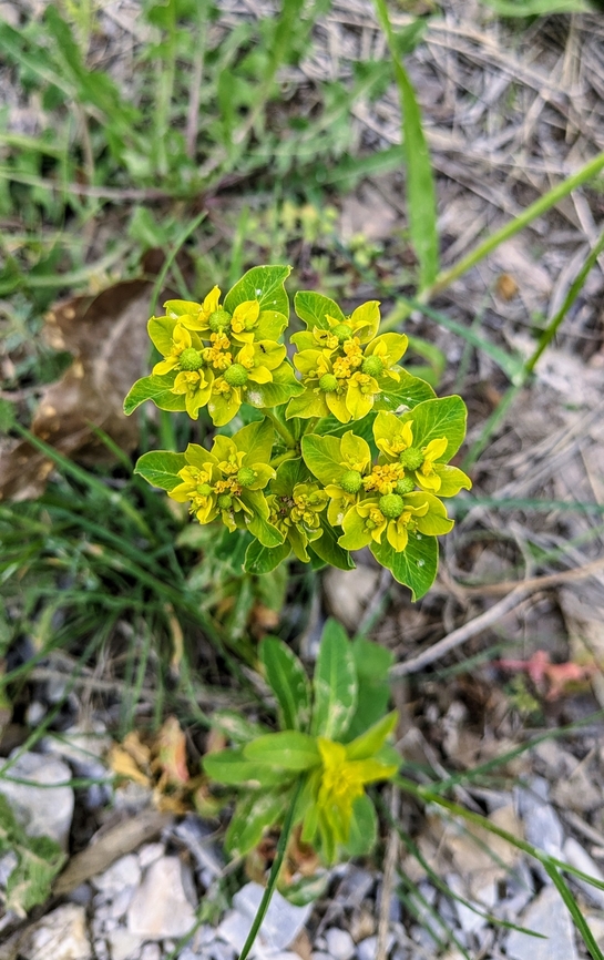 Eggleaf Spurge (Euphorbia oblongata) Portaria, Pelion, Greece. Apr 28, 2024<br />
 Euphorbia oblongata,Geotagged,Greece,Spring