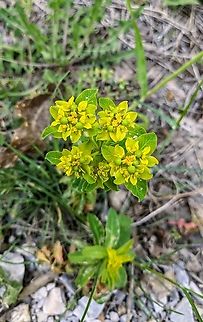 Eggleaf Spurge (Euphorbia oblongata) Portaria, Pelion, Greece. Apr 28, 2024
 Euphorbia oblongata,Geotagged,Greece,Spring