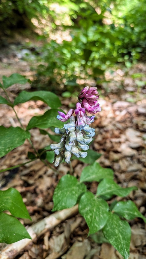 Venetian Vetchling (Lathyrus venetus) Kissos valley, Pelion, Greece. Apr 29 2024 Geotagged,Greece,Lathyrus venetus,Spring,Venetian Vetchling