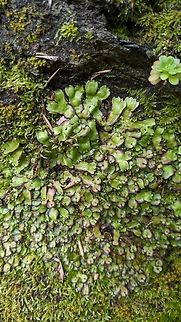 Hemisphaeric Liverwort (Reboulia hemisphaerica) Kissos Valley, Pelion, Greece. Apr 29, 2024 Geotagged,Greece,Reboulia hemisphaerica,Small mushroom-headed liverwort,Spring