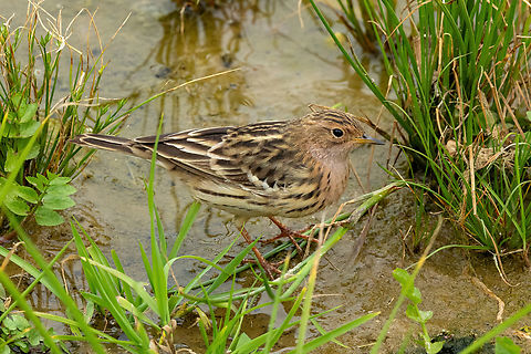 Red-throated pipit (Anthus cervinus) Kladissos River Mouth, Chania, Crete. Apr 3, 2023 Anthus cervinus,Geotagged,Greece,Red-throated pipit,Spring