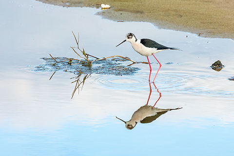Black-winged stilt (Himantopus himantopus) Kladissos Beach, Crete. Apr 4, 2023 Black-winged stilt,Geotagged,Greece,Himantopus himantopus,Spring