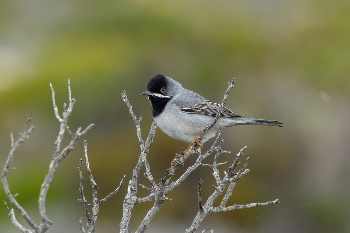 Rüppell's warbler (Curruca ruppeli) Elafonissi beach, Crete. Apr 4, 2023 Curruca ruppeli,Geotagged,Greece,Rüppell's warbler,Spring
