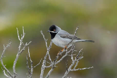 Rüppell's warbler (Curruca ruppeli) Elafonissi beach, Crete. Apr 4, 2023 Curruca ruppeli,Geotagged,Greece,Rüppell's warbler,Spring