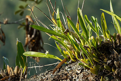 Prosthechea aemula (Orchidaceae) Namballe, Cajamarca, Peru. Dec 24, 2022 Geotagged,Peru,Prosthechea aemula,Summer