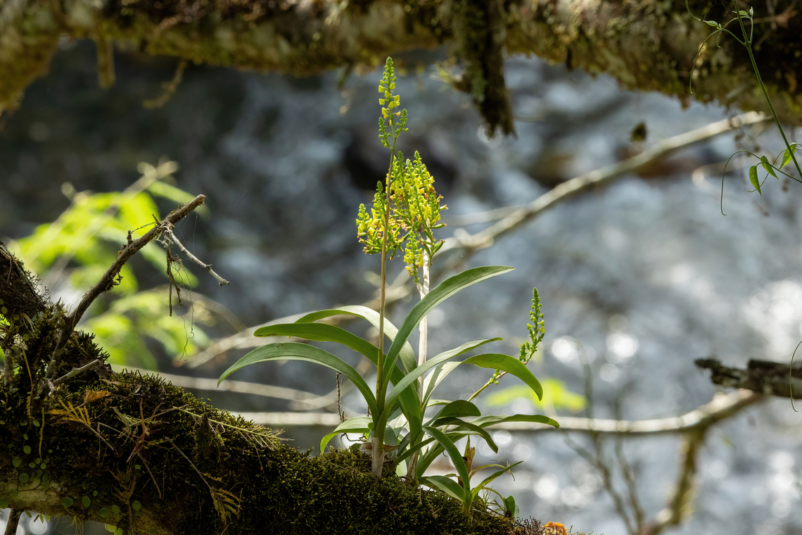 Yellow Helmet Orchid (Polystachya concreta) Namballe, Cajamarca, Peru. Dec 25, 2022 Geotagged,Peru,Polystachya concreta,Summer