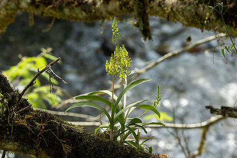Yellow Helmet Orchid (Polystachya concreta) Namballe, Cajamarca, Peru. Dec 25, 2022 Geotagged,Peru,Polystachya concreta,Summer