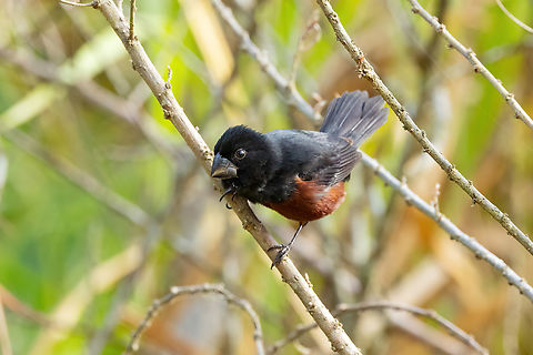 Chestnut-bellied seed finch (Sporophila angolensis) Namballe, Cajamarca, Peru. Dec 25, 2022 Chestnut-bellied seed finch,Geotagged,Peru,Sporophila angolensis,Summer